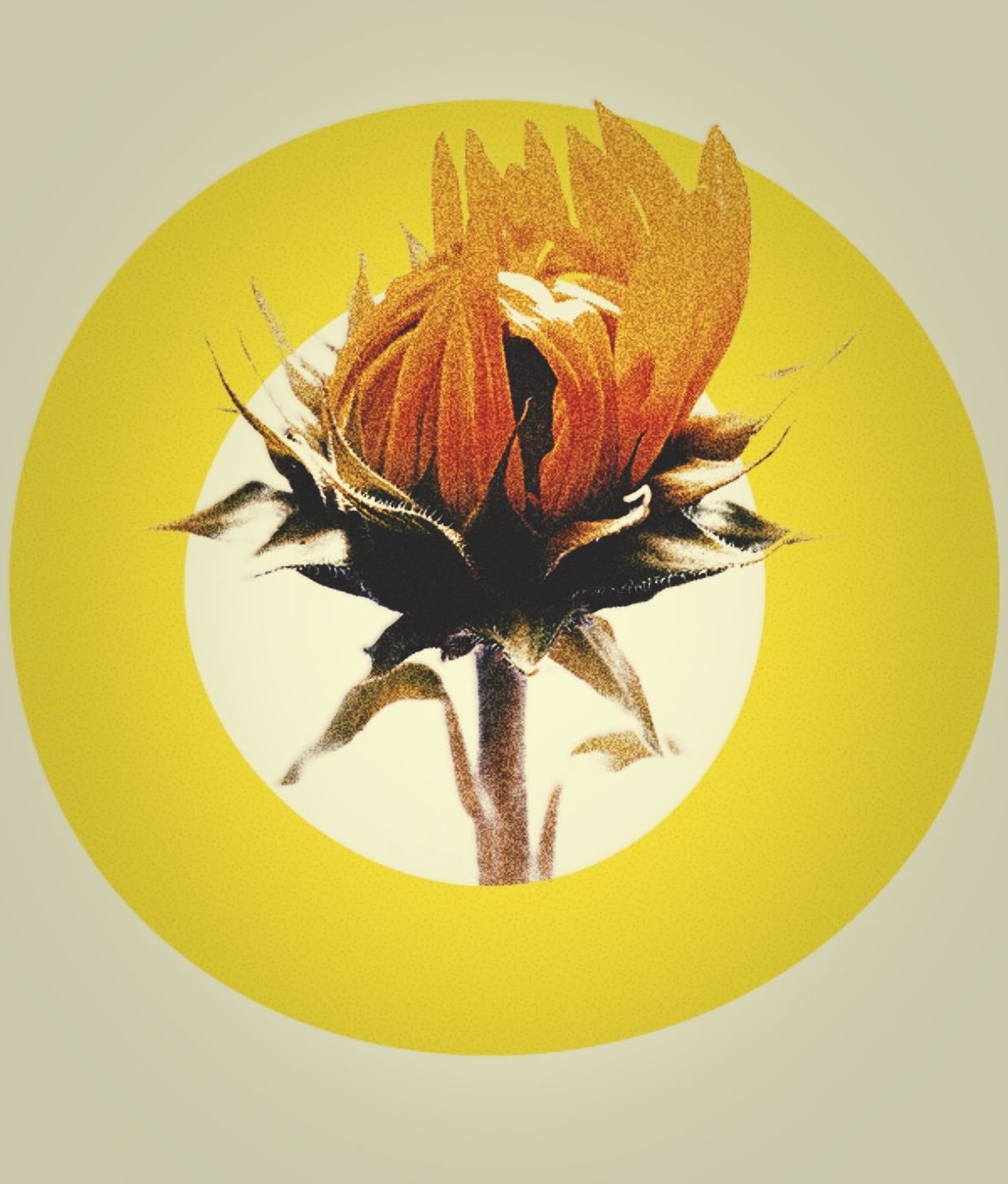 Sunflower — szakmai háttér
